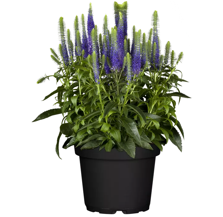 Scheinähriger Garten-Ehrenpreis 'Christa'