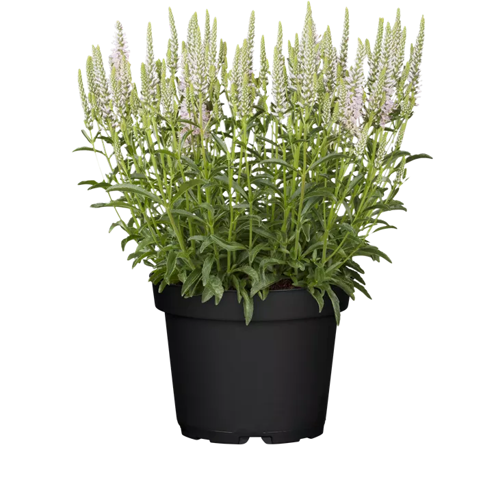 Scheinähriger Garten-Ehrenpreis 'Snow Candles'®