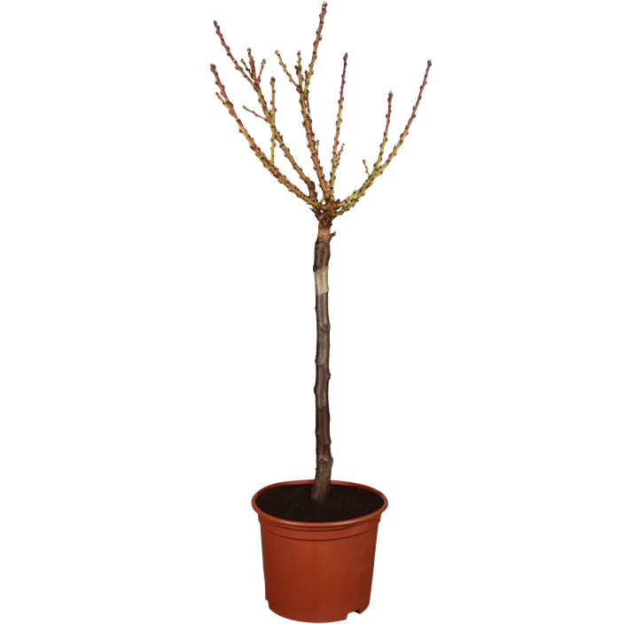 Nektarine 'Stark Redgold'