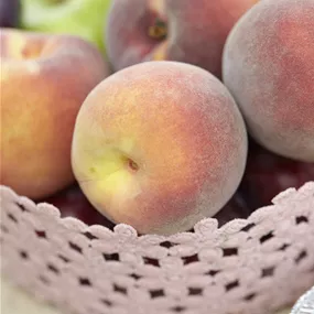 Prunus persica Badener Weingarten Prunus persica Badener Weingarten