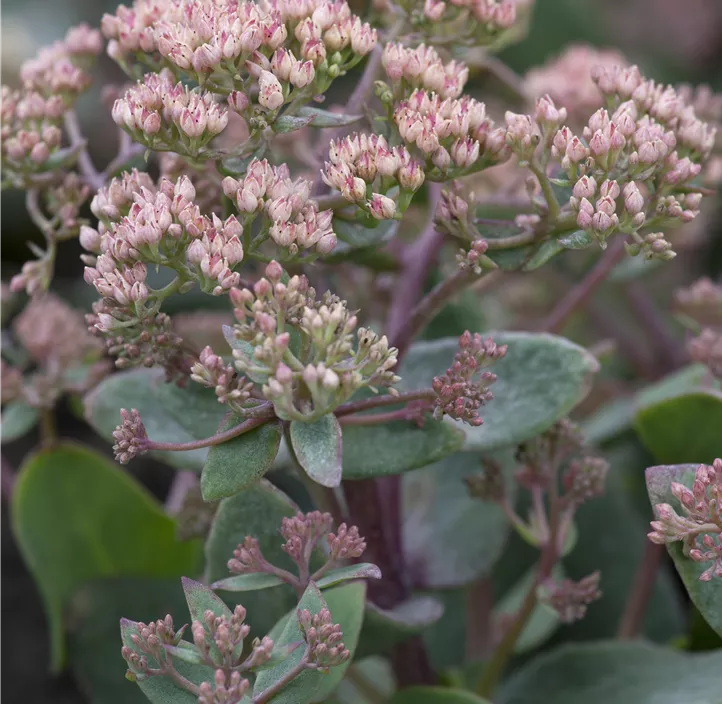 Großes Garten-Fettblatt 'La Vie en Rose' Großes Garten-Fettblatt 'La Vie en Rose'