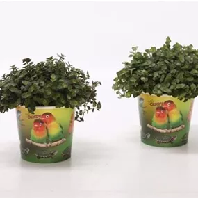 Callisia repens