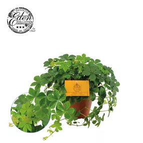 Parthenocissus Striata