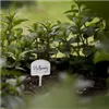 bellaflora Gartencenter GmbH