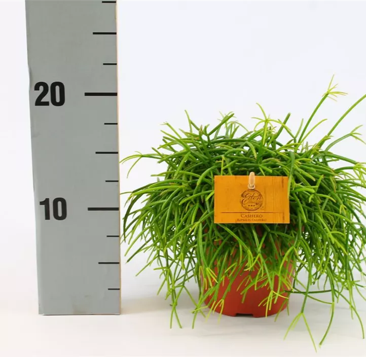 Korallenstrauch 'Cashero' Korallenstrauch 'Cashero'