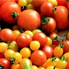 Fruchtgemüse