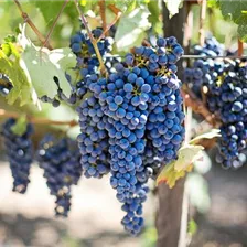 Wein