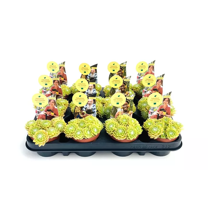 Hauswurz in Gelbtönen