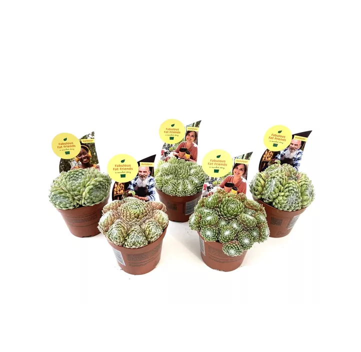 Hauswurz in Grautönen