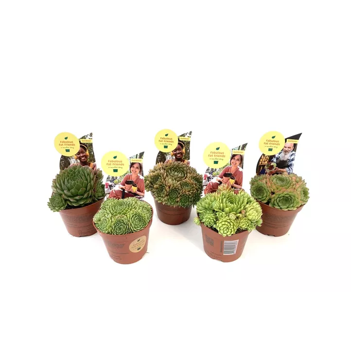 Hauswurz in Grüntönen