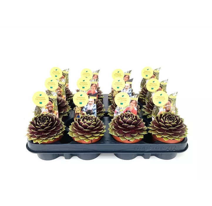 Hauswurz in Lilatönen