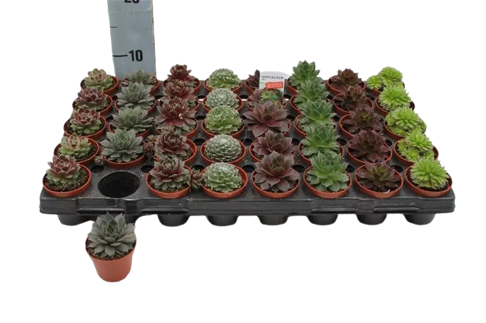 Sempervivum Mini Mix, Hauswurz Mini - Bellaflora