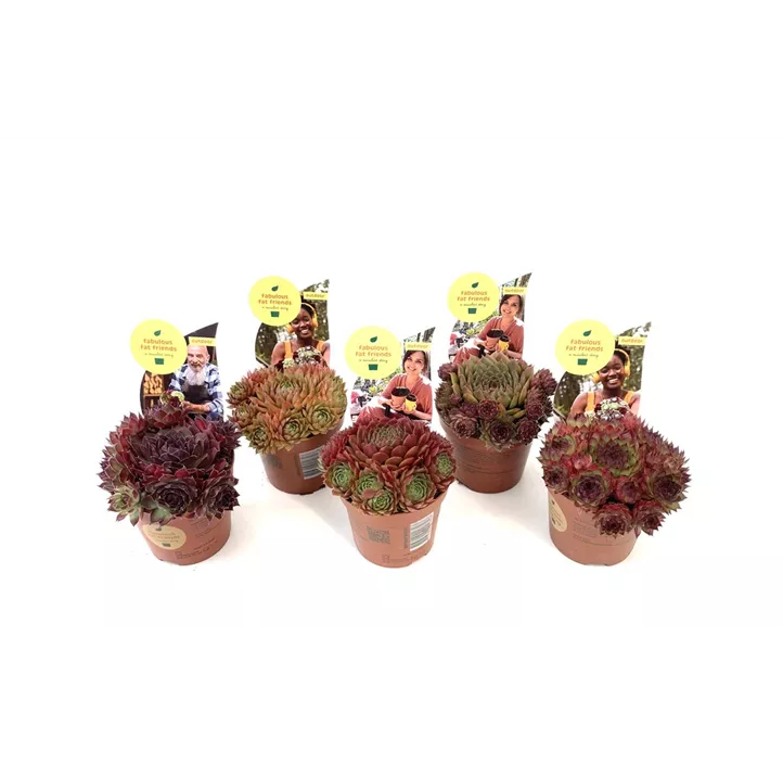 Hauswurz in Rottönen