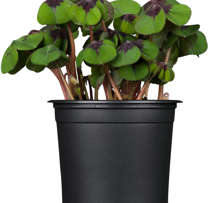 Glücksklee im Pilztopf Glücksklee im Pilztopf