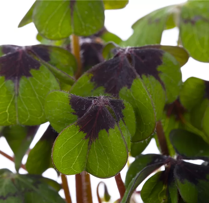 Glücksklee im Pilztopf Glücksklee im Pilztopf