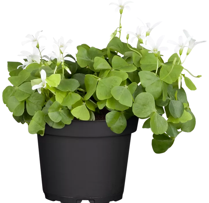 Glücksklee im Pilztopf Glücksklee im Pilztopf