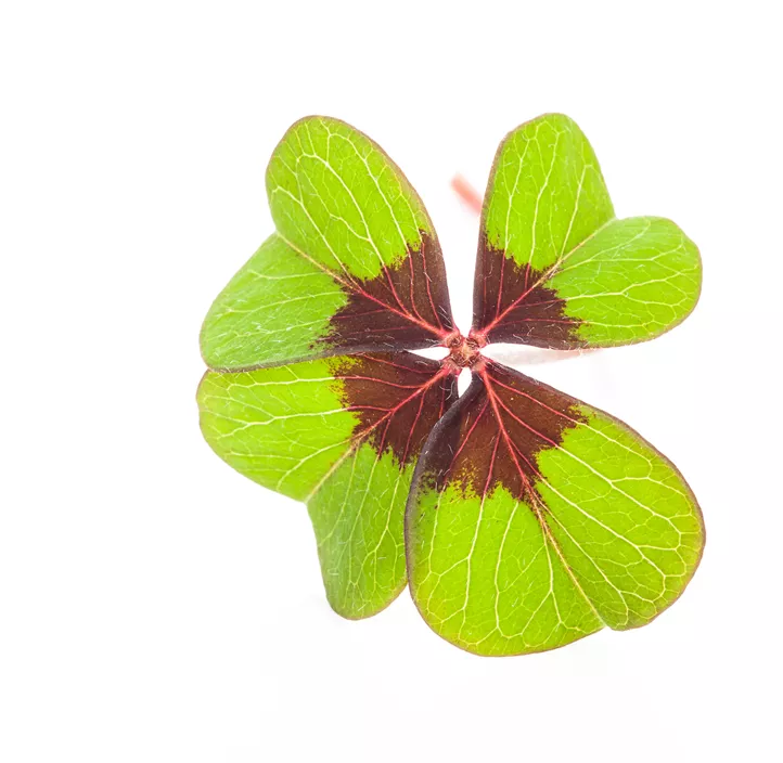 Glücksklee im Pilztopf Glücksklee im Pilztopf