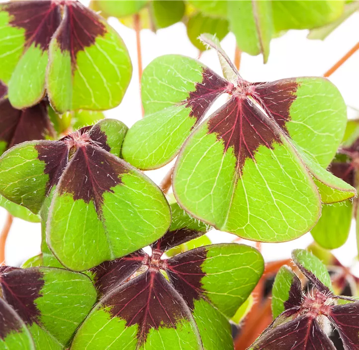 Glücksklee im Pilztopf Glücksklee im Pilztopf