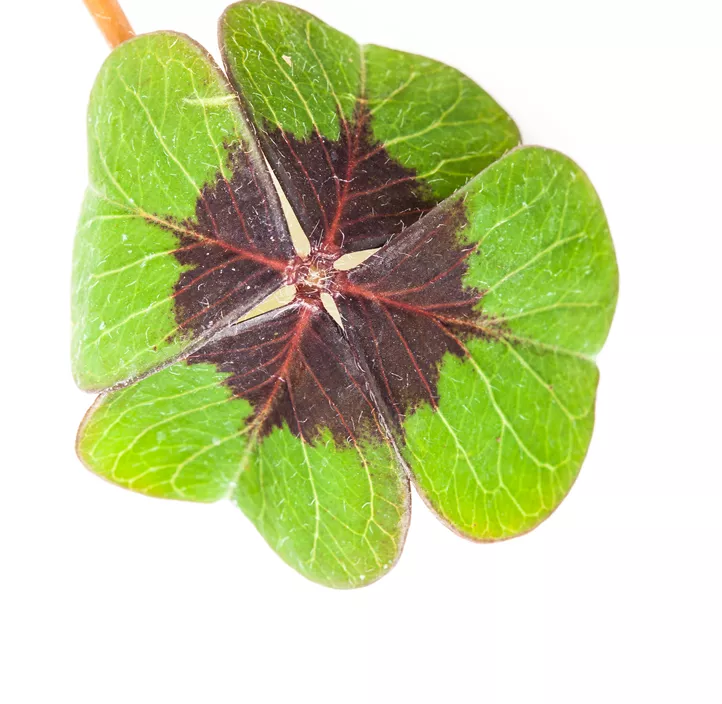 Glücksklee im Pilztopf Glücksklee im Pilztopf