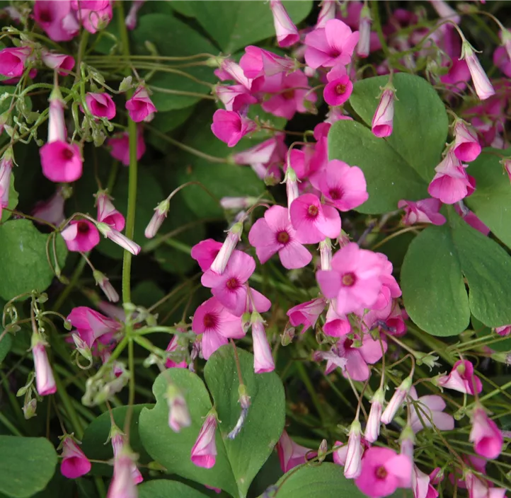 Glücksklee im Pilztopf Glücksklee im Pilztopf