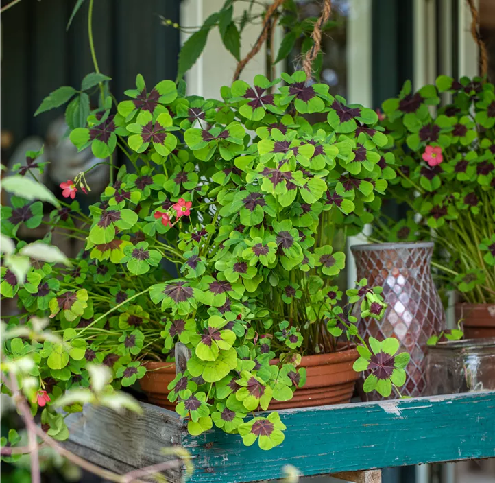 Glücksklee im Pilztopf Glücksklee im Pilztopf