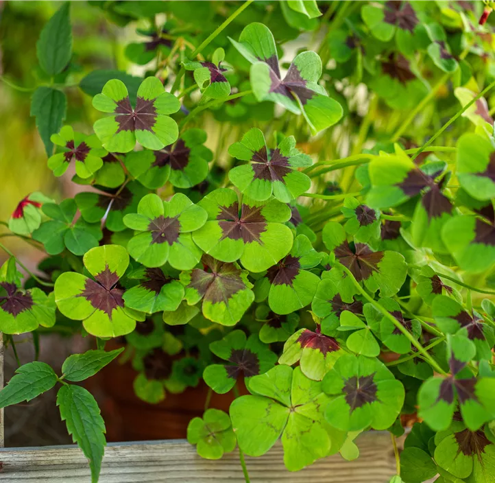 Glücksklee im Pilztopf Glücksklee im Pilztopf