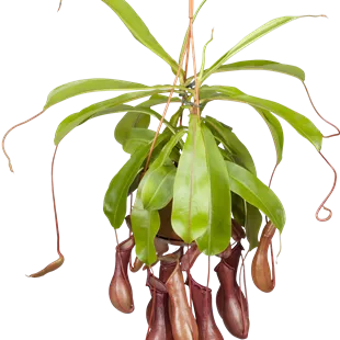 Nepenthes Ampel