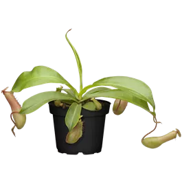 Nepenthes Mix