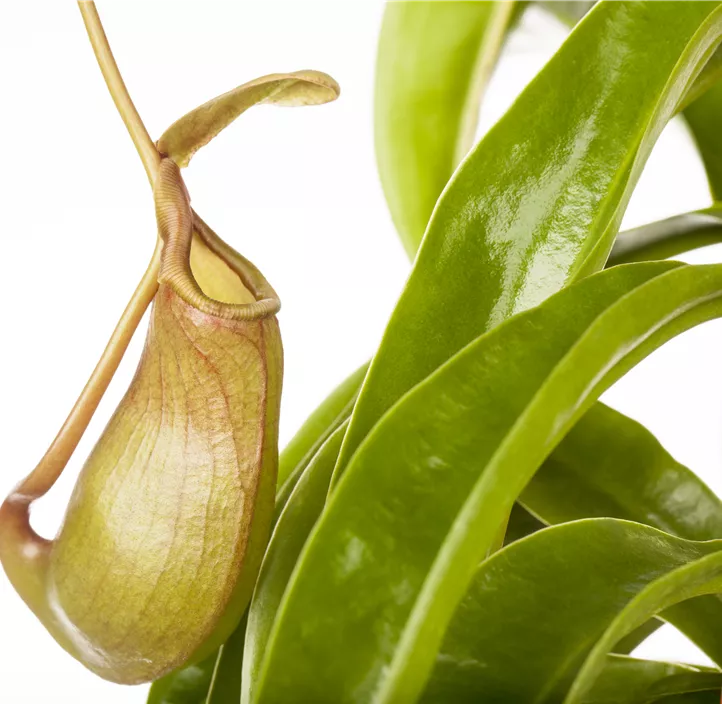 Kannenpflanze Kannenpflanze