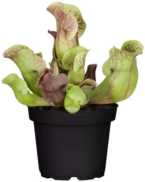 Sarracenia Solitr, Schlauchpflanze - Bellaflora