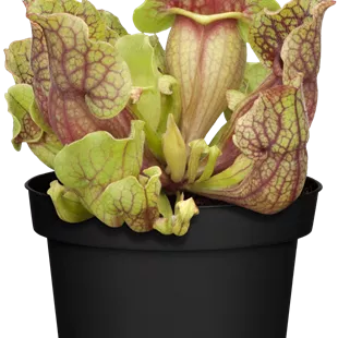 Sarracenia Maroon