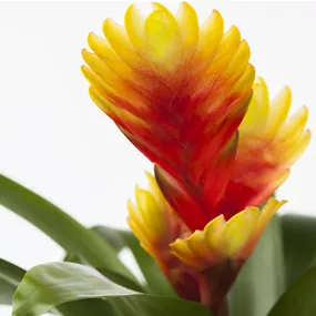 Vriesea hybride Multiflora Shannon