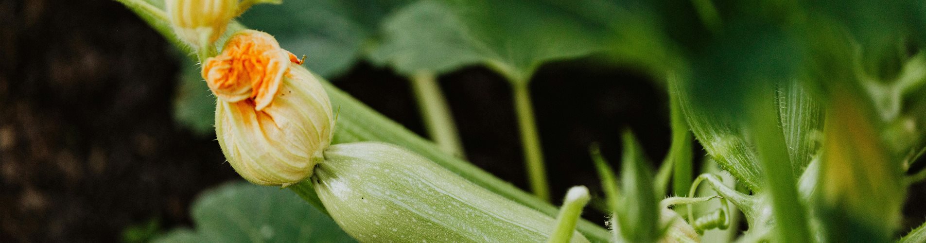 pexels-karolina-grabowska-4750287 pexels-karolina-grabowska-4750287