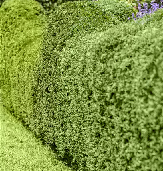 Hecke Hecke