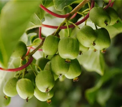 Actinidia arguta Issai, 3 Liter Topf