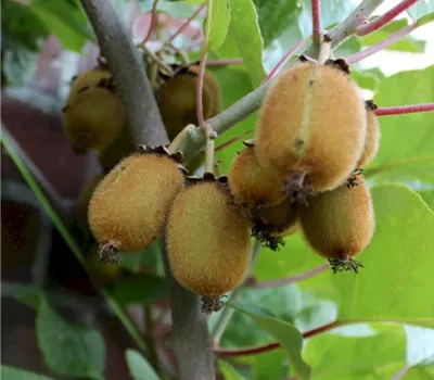 Actinidia chinensis selbstfruchtend