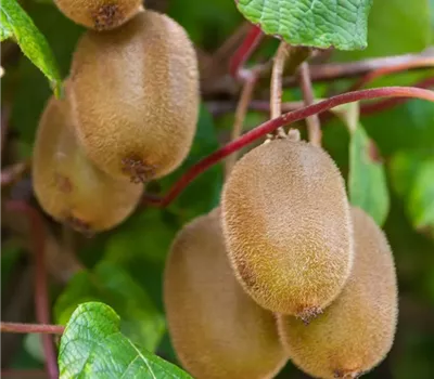 Actinidia deliciosa Boskoop