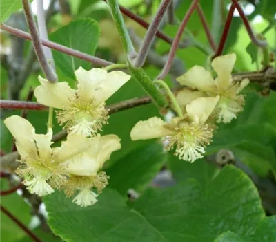 Actinidia deliciosa Tomuri