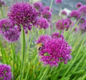 Allium Lavender Bubbles Allium Lavender Bubbles