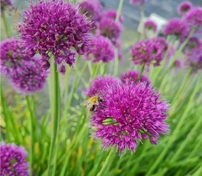 Allium Lavender Bubbles