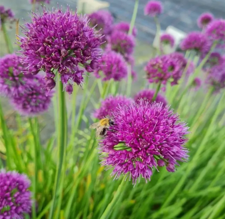 Ausdauernder Lauch 'Lavender Bubbles'