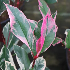 Photinia fraseri Pink Marble Spalier