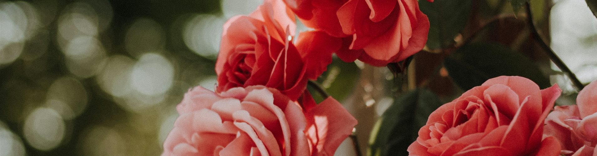 lena-albers-1tSGNMUd0I0-unsplash-0-1448-4000-2250 lena-albers-1tSGNMUd0I0-unsplash-0-1448-4000-2250