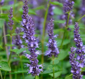 Agastache rugosa Little Adder