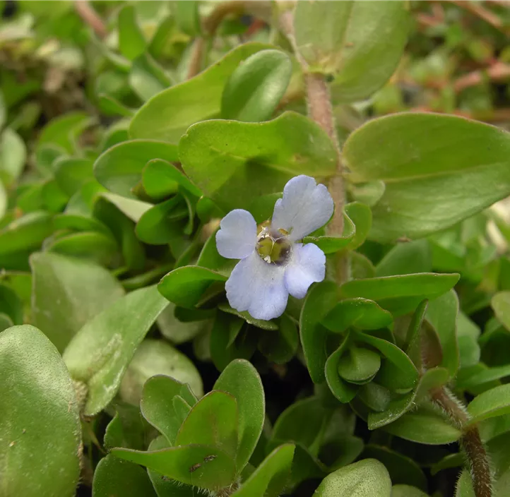 Großes Fettblatt Großes Fettblatt