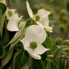 Cornus kousa China Girl