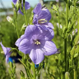 Campanula persicifolia Takion Blue