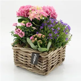 Pfirsichblättrige Glockenblume 'Takion Blue'®