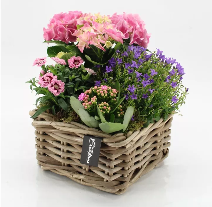 Muttertag Arranagement 'Campanuela' in Korb