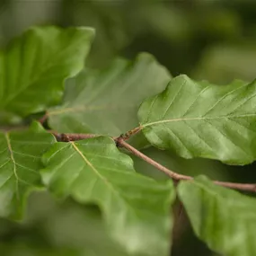 Fagus sylvatica (Lieferartikel)